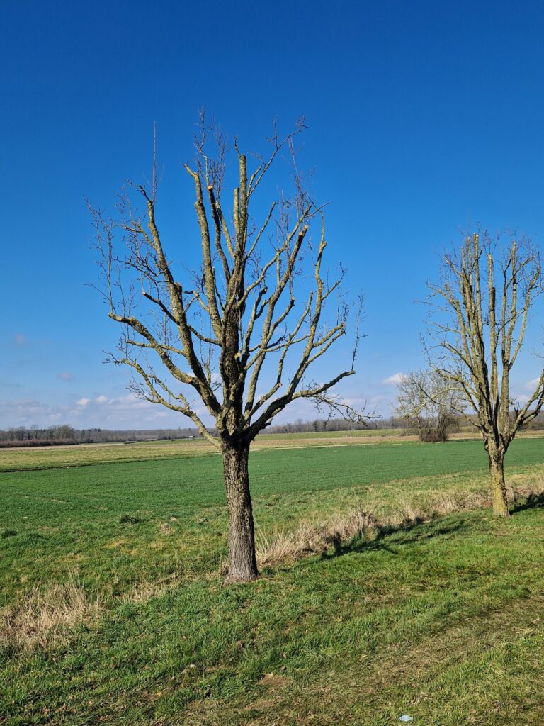 Création paysagère à Certines et Bourg-en-Bresse​