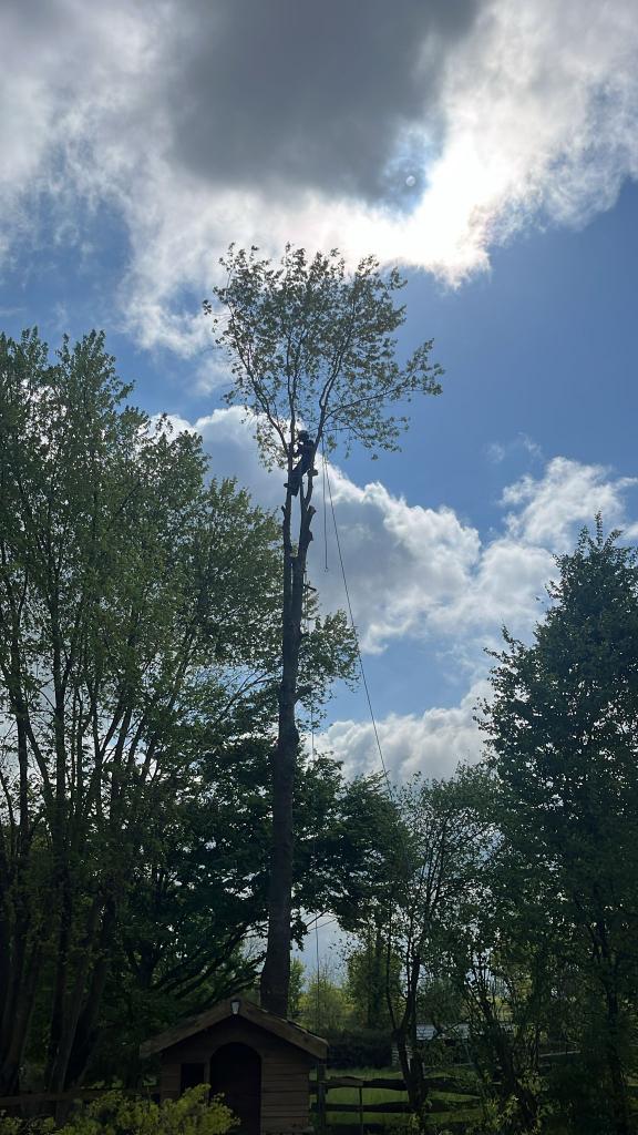 Élagage et abattage d’arbres à Certines