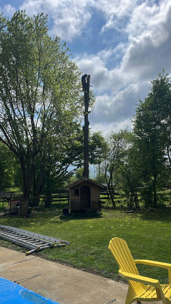 Élagage et abattage d’arbres à Certines